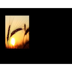 Lapida para nicho con incrustacion de cerámica IN-532