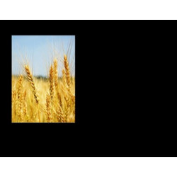 Lapida para nicho con incrustacion de cerámica IN-538