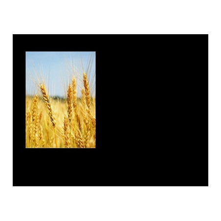 Lapida para nicho con incrustacion de cerámica IN-538