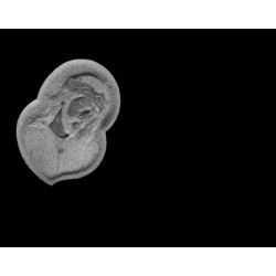 Lapida para nicho con incrustacion de ceramica RV-104