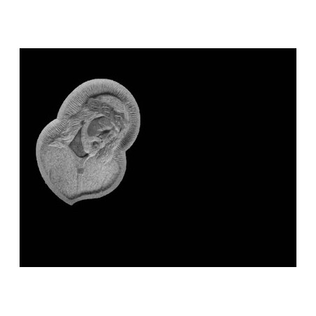 Lapida para nicho con incrustacion de ceramica RV-104